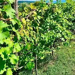 شقة Csicsoka Panorama Balatoncsicso