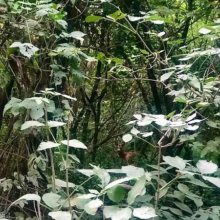 Csicsóka Panoráma *