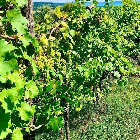 Appartamento Csicsóka Panoráma Balatoncsicso