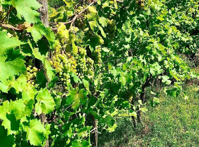 아파트 Csicsoka Panorama Balatoncsicso